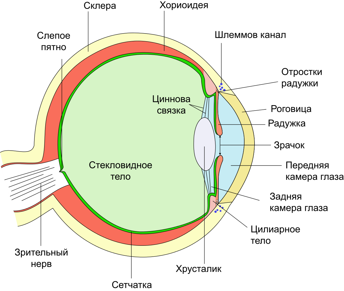 строение глаза человека