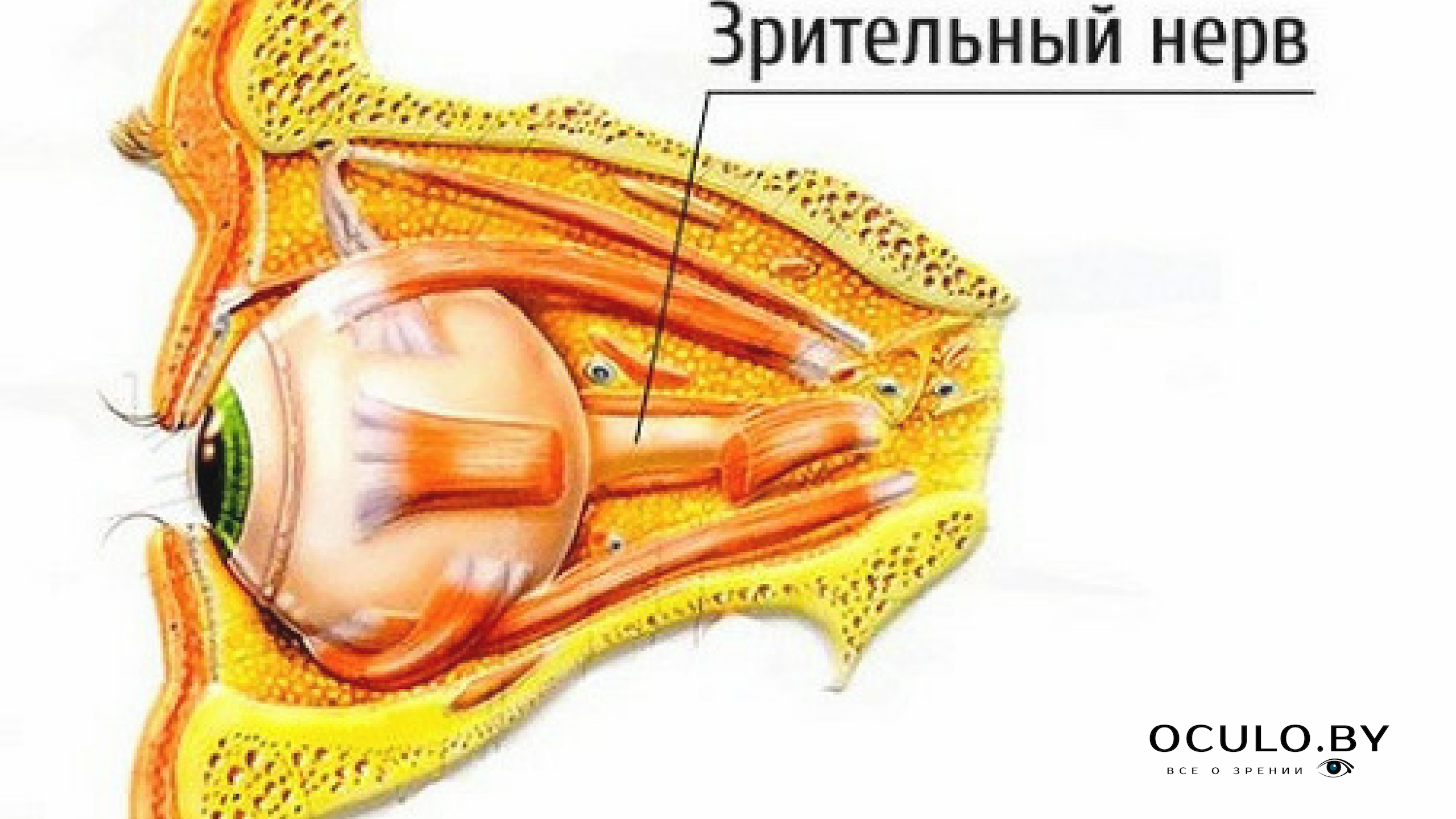 Зрительный нерв Зрительный нерв