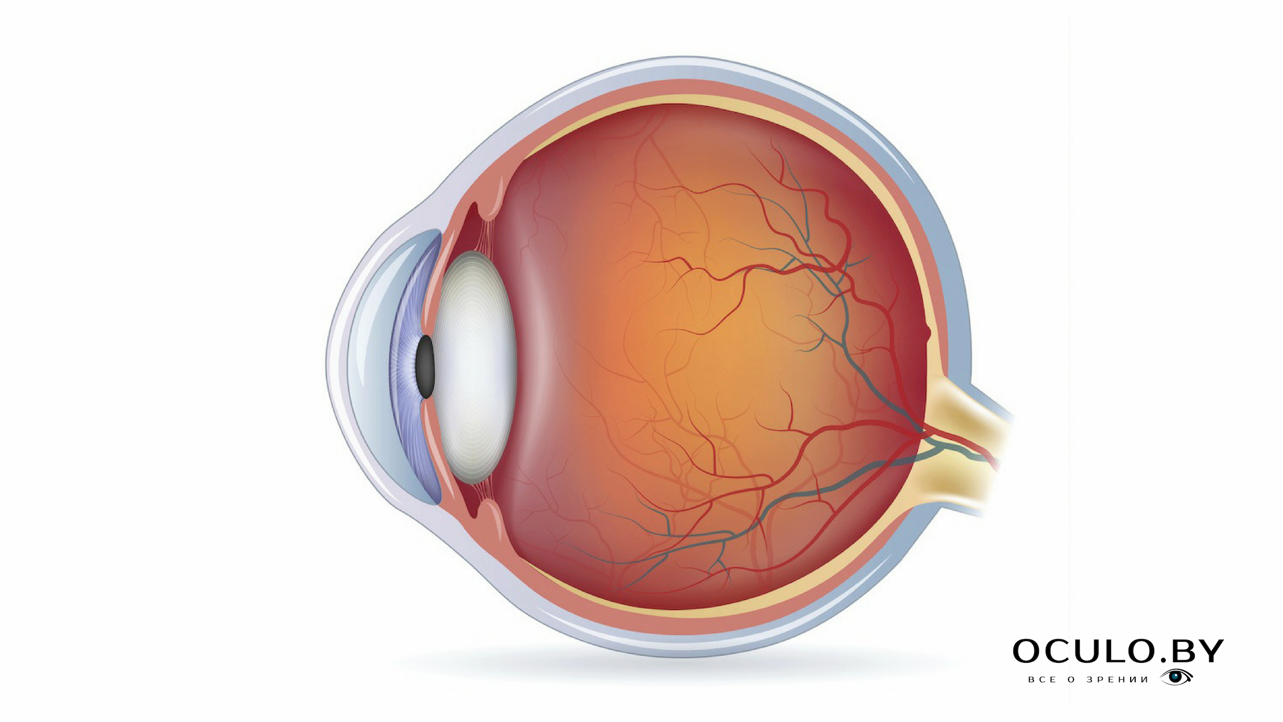 Сетчатка обеспечивает. Диабетическая ретинопатия сетчатки глаза. Гипертоническая ангиопатия сетчатки. Диабетическая ангиопатия сетчатки. Периферическая дистрофия сетчатки.