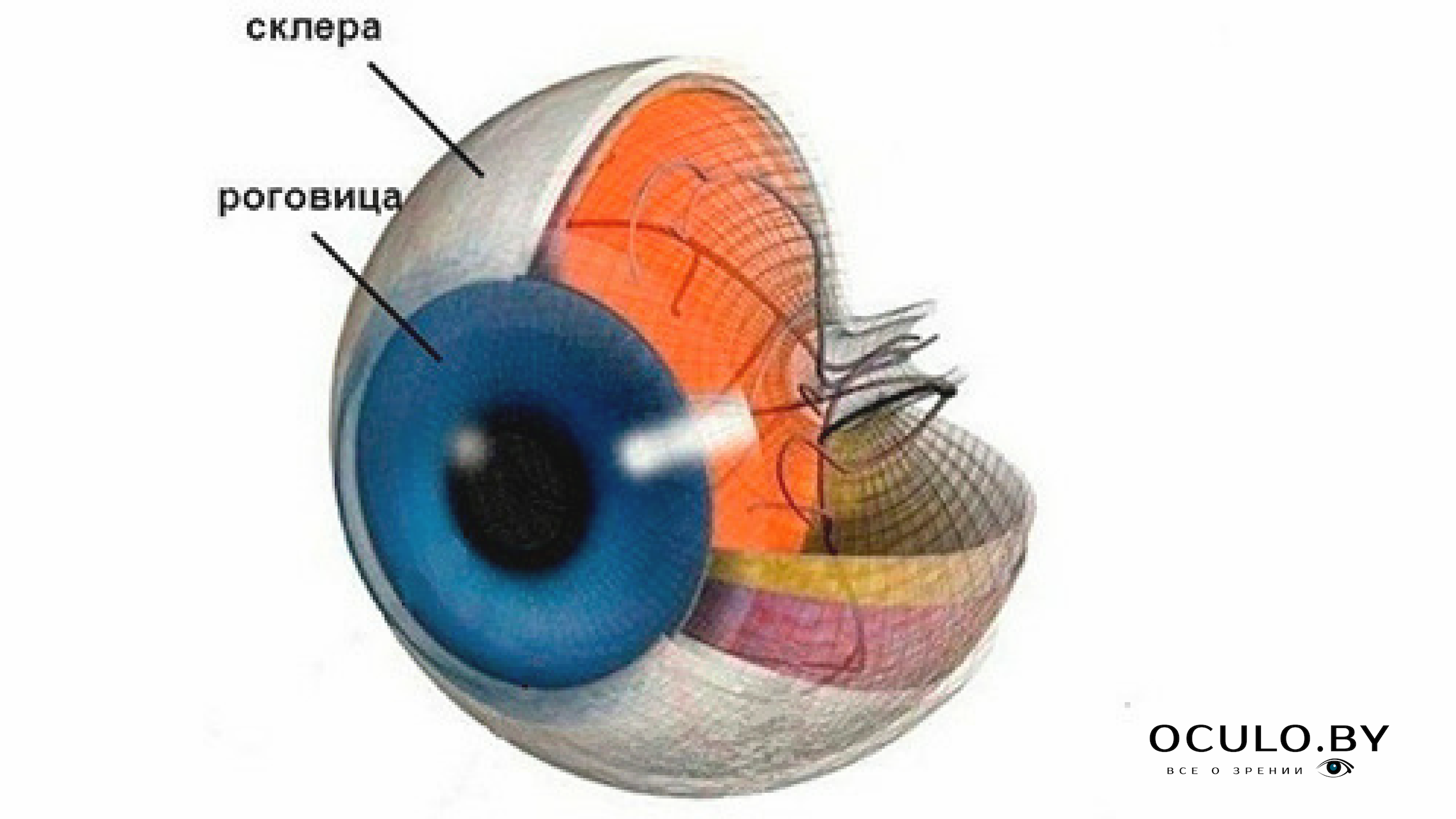 Чем покрыт глаз с передней стороны. Склера и роговица анатомия глаза. Строение глаза склера роговица. Склера глазного яблока анатомия. Белочная оболочка склера строение.