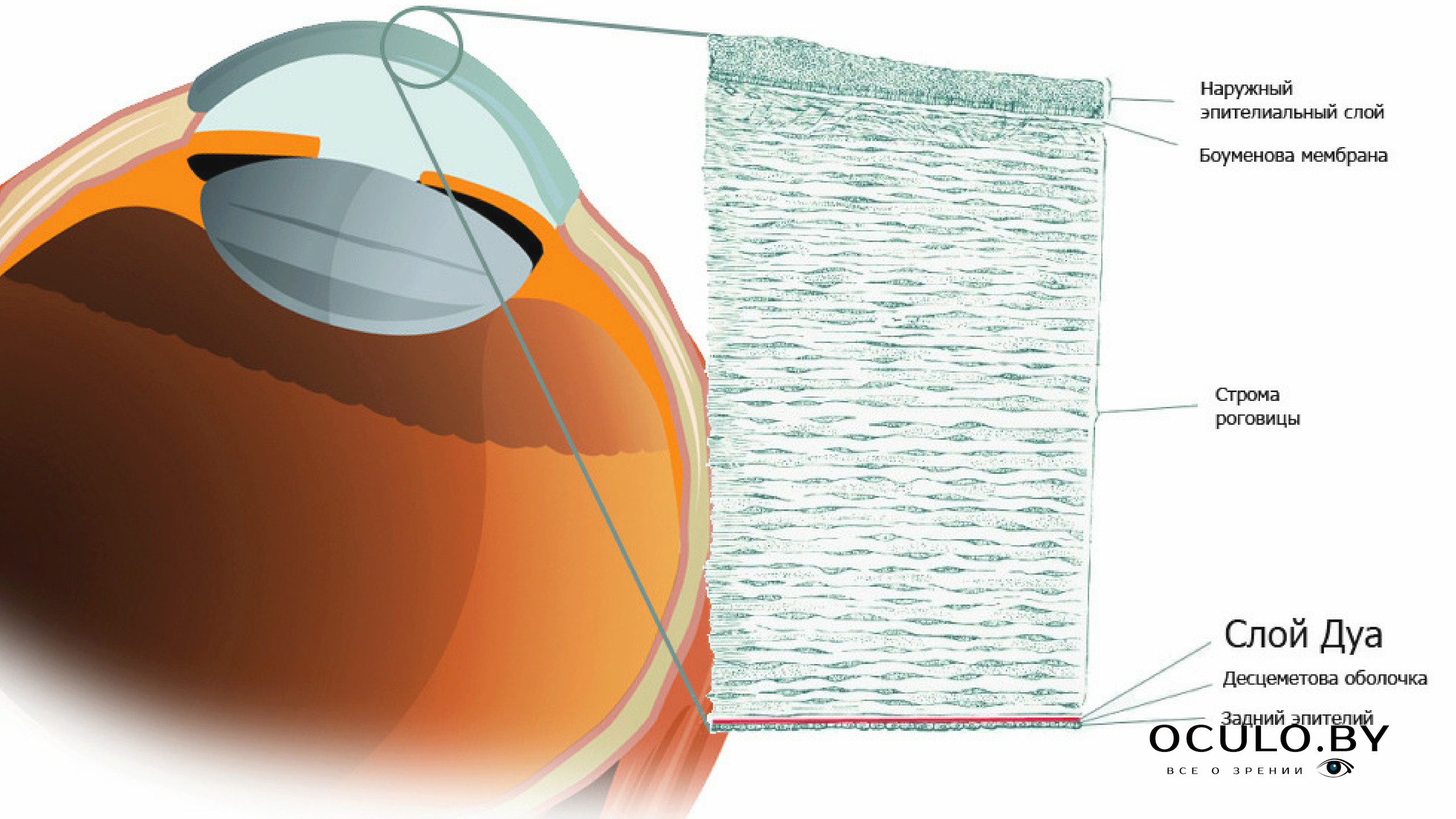 6 слоев жизни. Строение роговицы глаза. Роговица глаза строение глаза. Строение роговицы глаза человека. Слои роговицы глаза анатомия.