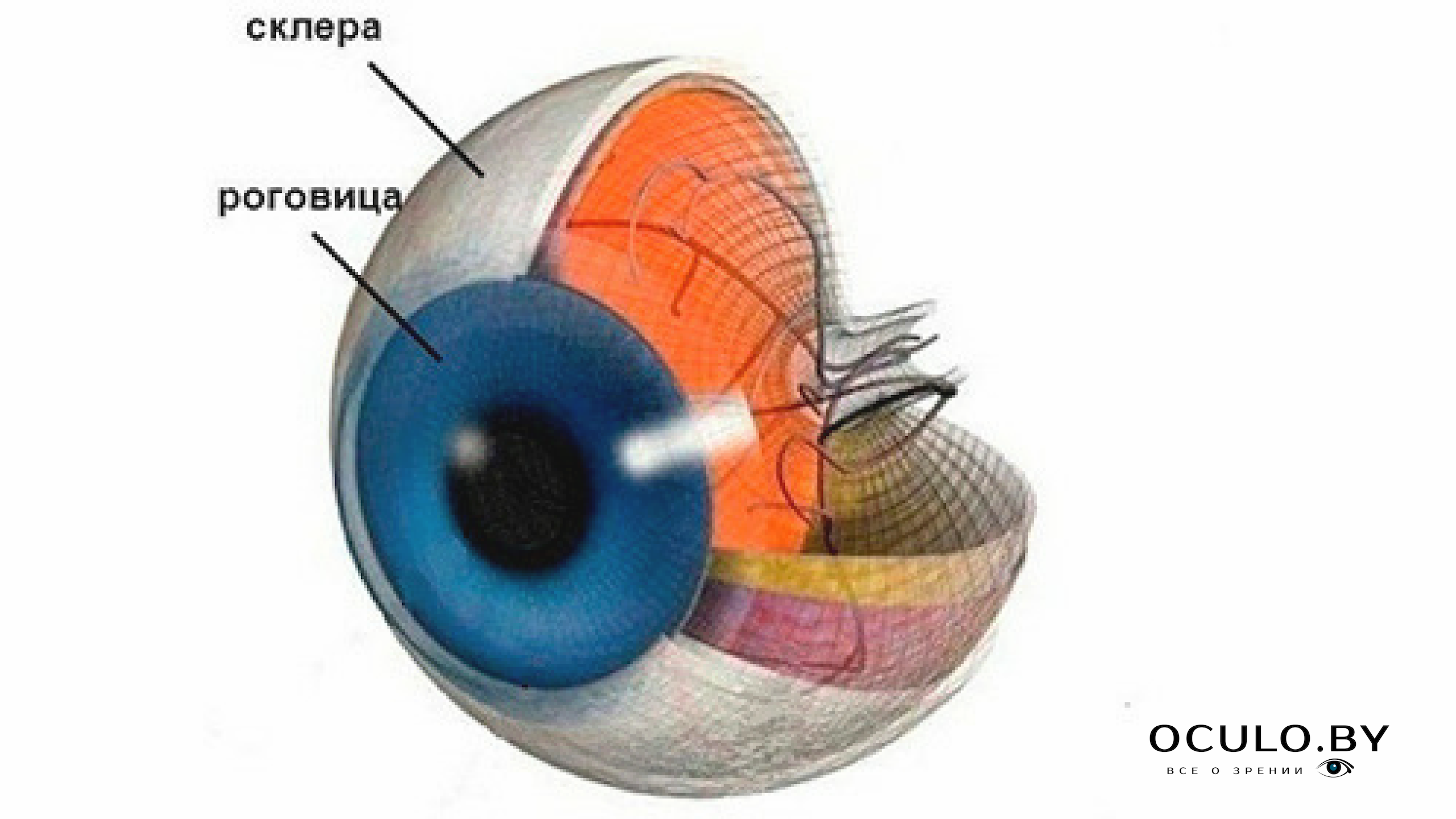 Склера глаза Склера глаза